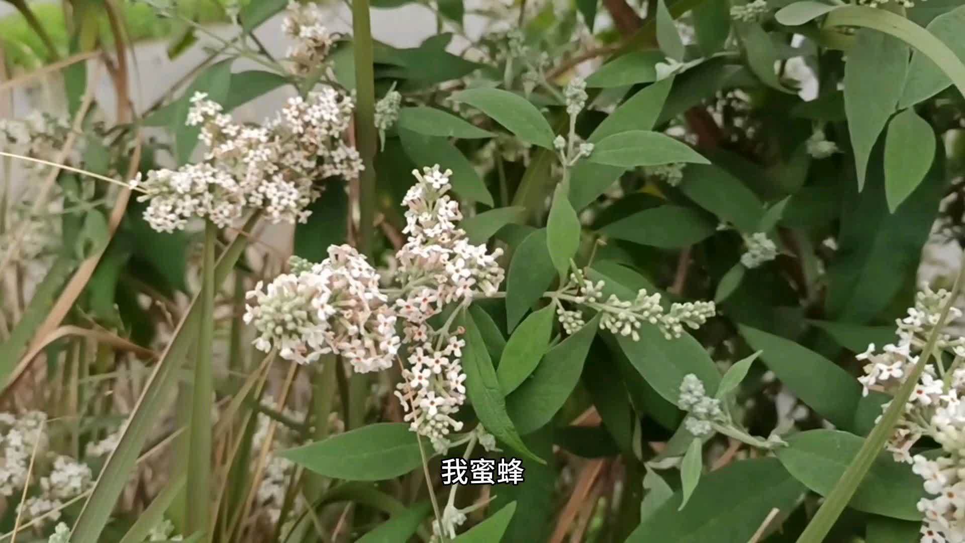 [图]密蒙花一种天然的染色颜料,还是一种中药材,眼睛不好就喝它