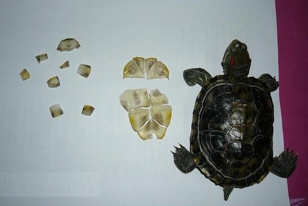 巴西龟从小到大会有哪些变化呢?