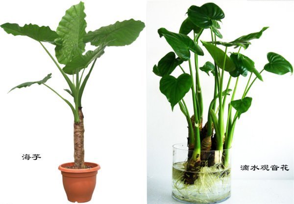 海芋与滴水观音的区别