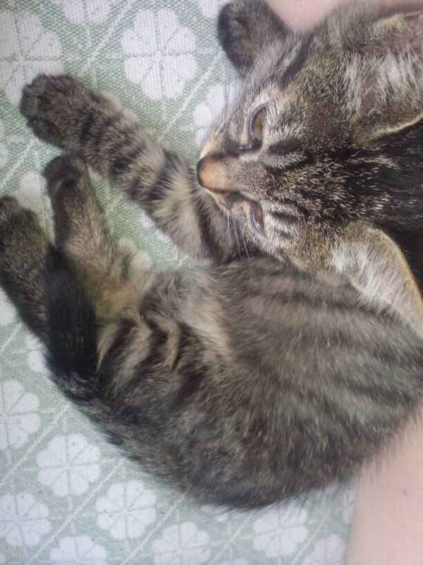 这是狸花猫还是虎斑猫