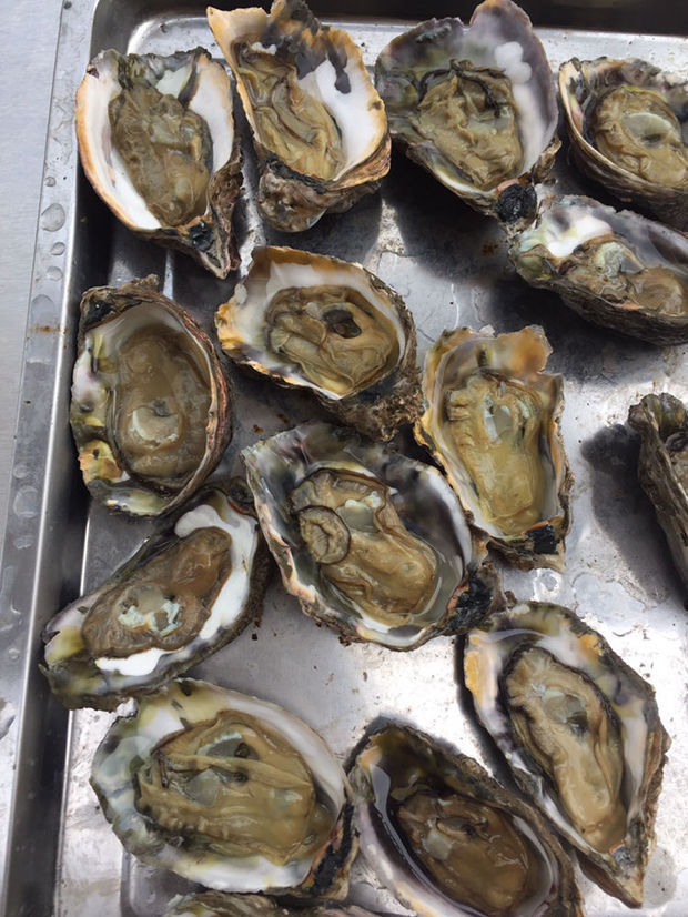 生蚝的蚝肉是黄色的?