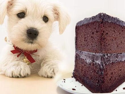 狗狗误吃了巧克力怎么办