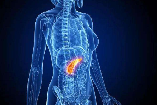 胰腺在人体哪个位置图图片