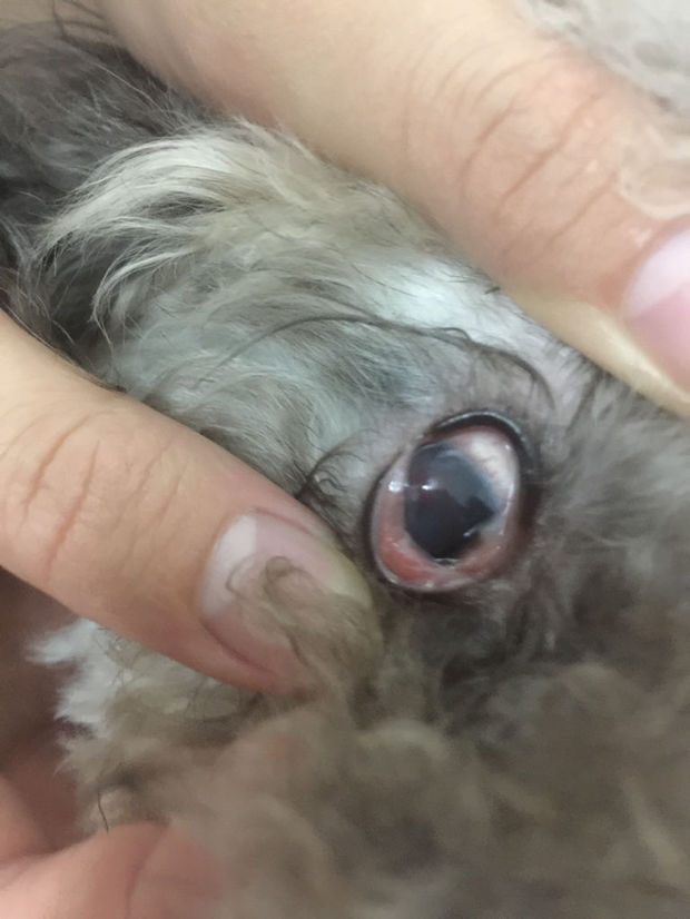 泰迪犬眼病