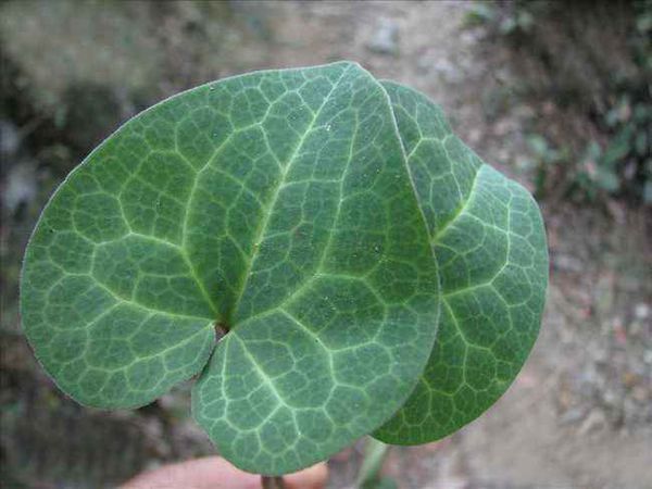 杜衡的形态特征