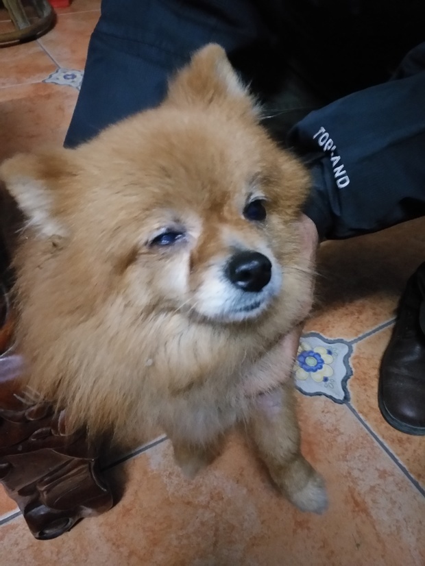 我的博美狗的眼睛是怎么了?