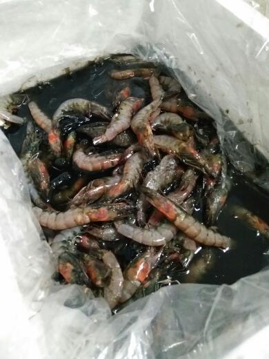 北极甜虾虾籽发黑了图片