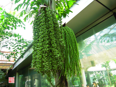 请问这是什么植物?