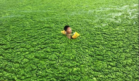 擴展資料: 水體富營養化(eutrophication)是指在人類活動的影響下