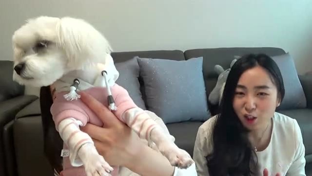 《小伶玩具》coco的时尚时装,一起来给萌宠狗狗换新衣吧!