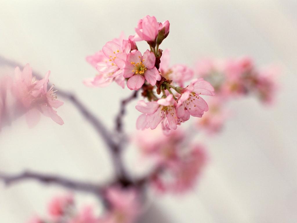 室内玫瑰花电脑壁纸[图2]