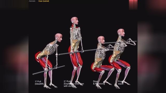 3d动画课堂| 爆发力训练的最佳动作:杠铃高翻