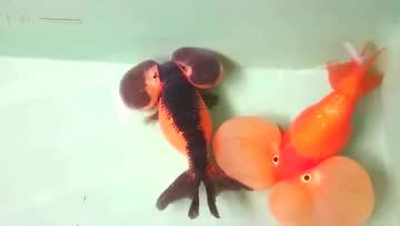 Tlpyffl Apmgym Tlpyffl Apmgym