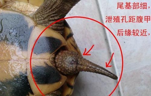 辐射陆龟公母区分图片