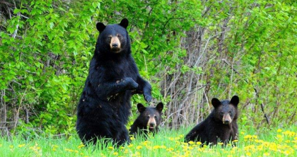 紫貂和黑熊躲进各自洞里,(改为双重否定句)