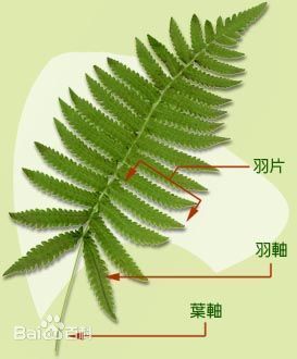 如图,是什么花草