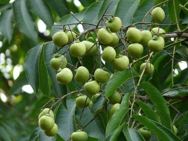 树干与叶子似金钱树,果子如下图片,请知者指教.