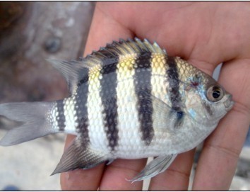 应为    雀鲷科     embiotocidae        豆娘鱼属 abudefduf