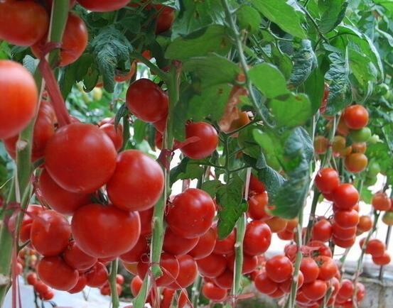 愿朋友的西红柿大丰收哦