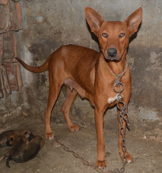 请行家看看这是什么犬?_360问答