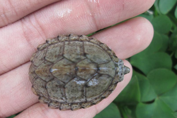 麝香龟和剃刀龟哪个好?有什么区别?