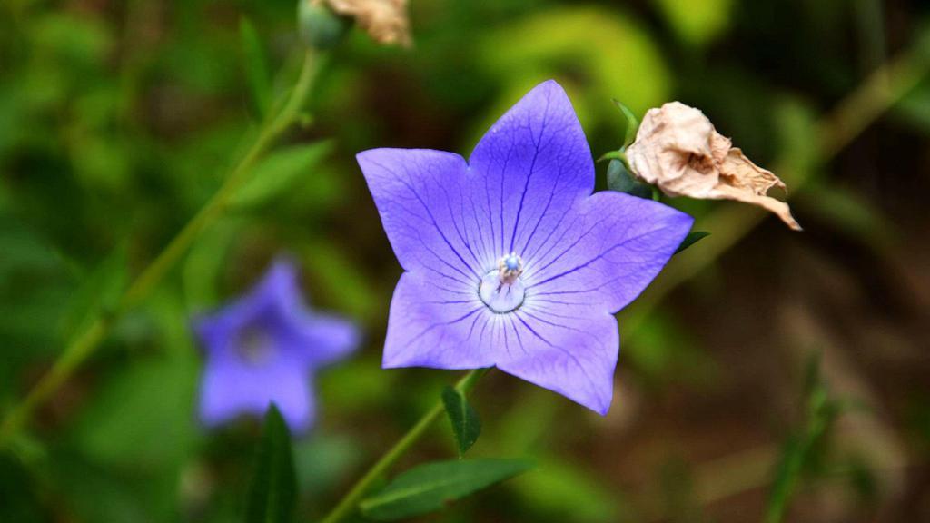 魅力芬芳桔梗花桌面壁纸[图2]