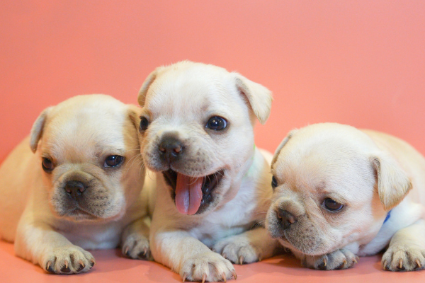 幼犬 例句:one sunday he began trying to teach the two puppies