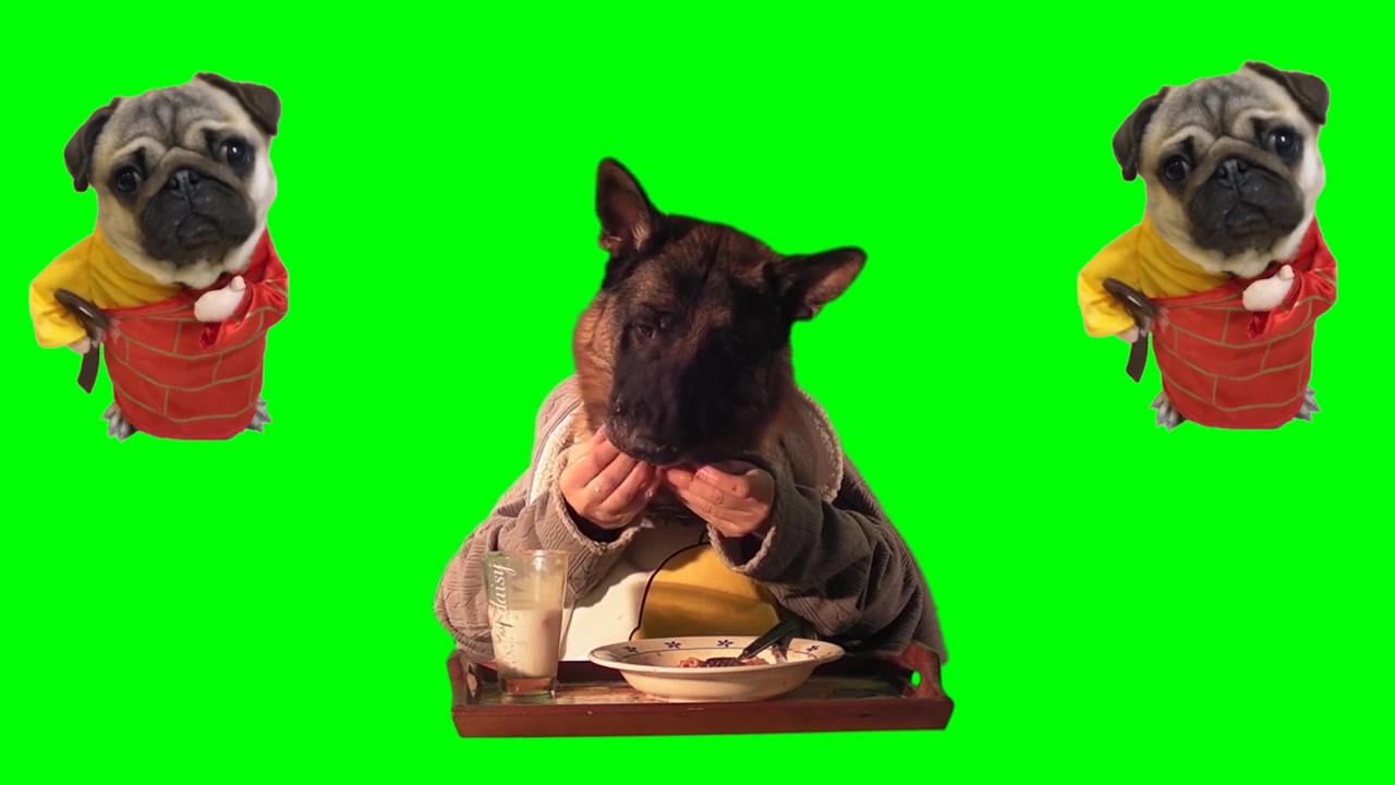 (绿屏抠像素材)狗狗装扮人吃东西 狗头人身搞笑吃东西