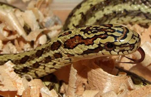 生蛇不能吃什么东西?