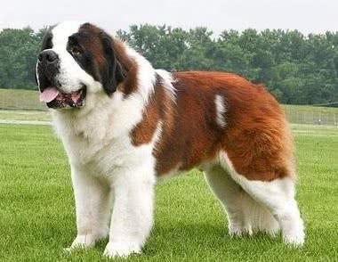 介绍几种超大型,性格温顺的狗