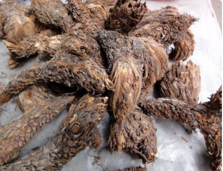 又名鸡脑壳(《草木便方》),鸡公头,鸡头枣,鸡老盖(《分类草药性》),铁