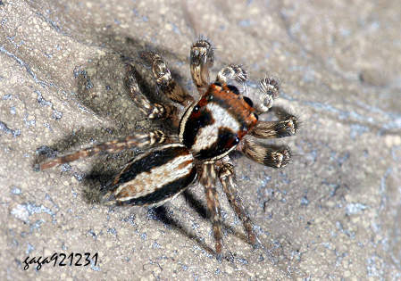 这是什么蜘蛛,会跳的