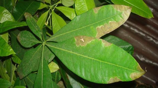 苗木根部积水和干旱导致叶子萎蔫怎么区别