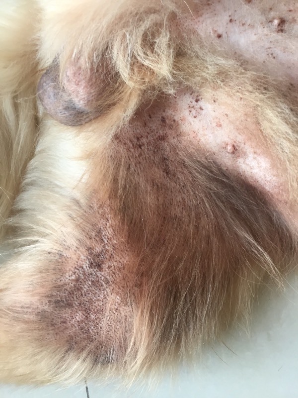 狗狗真菌黑斑 肚皮图片