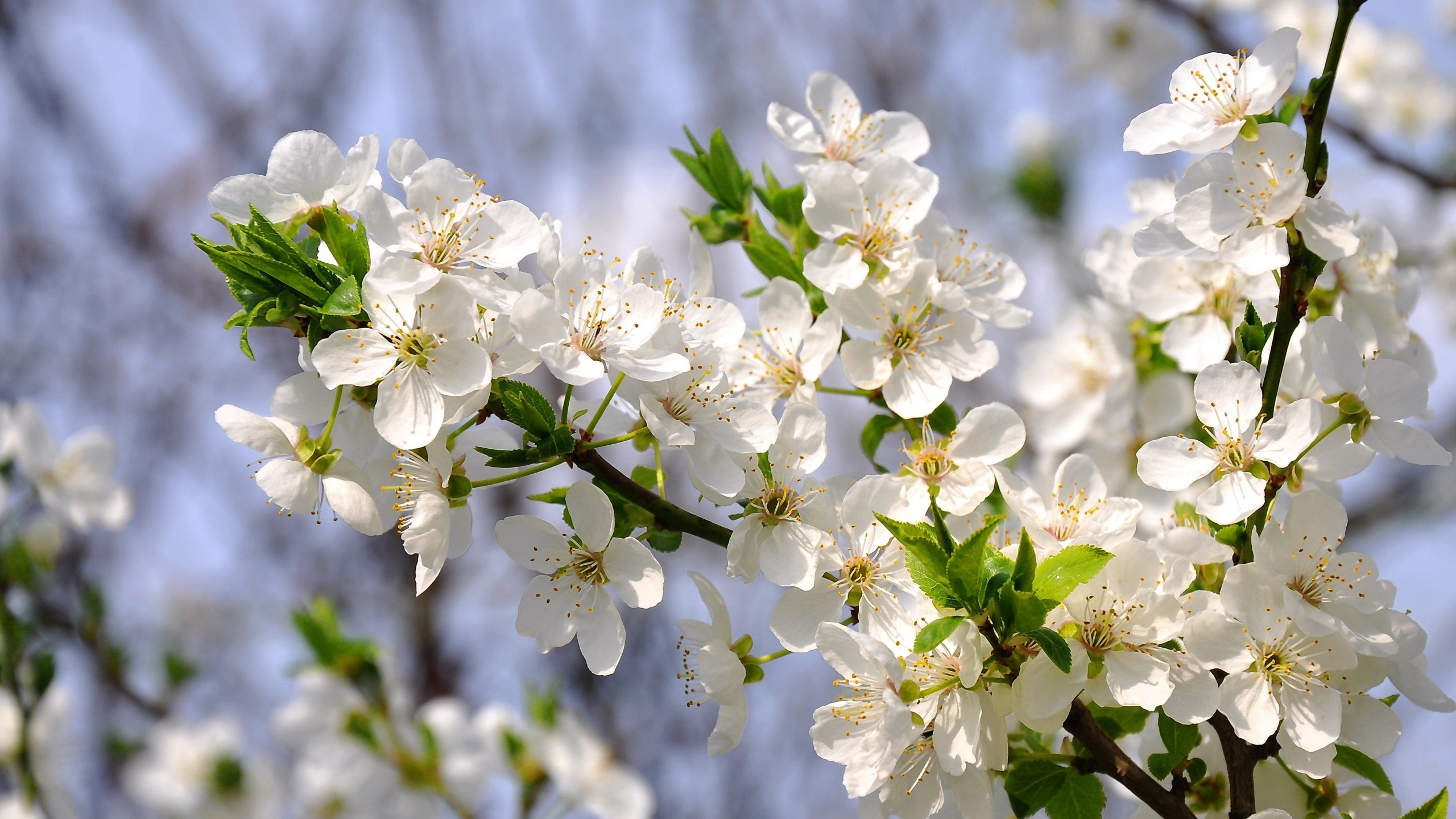 白梅花香自苦寒来[图9]