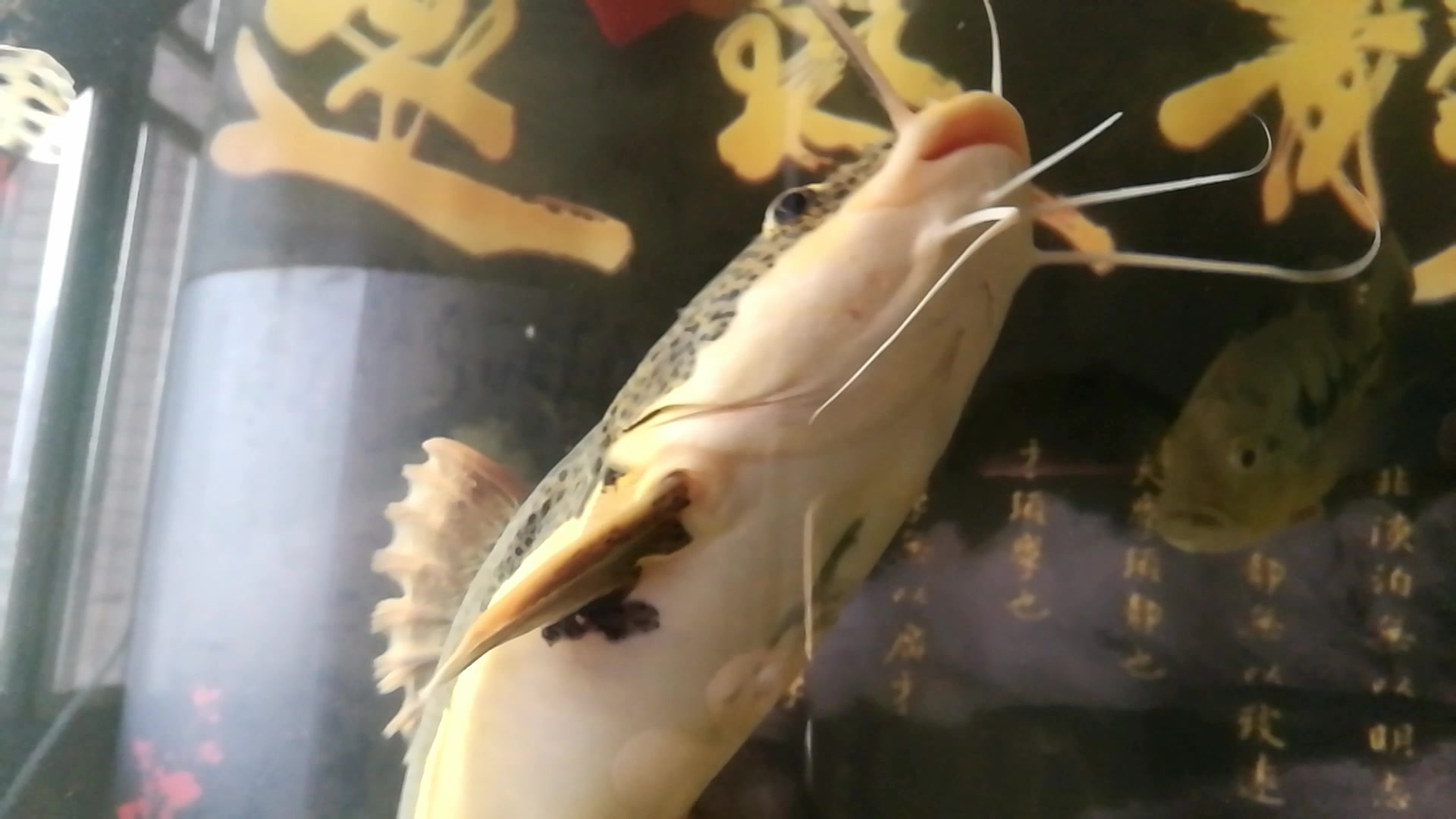 招财猫鱼喂食