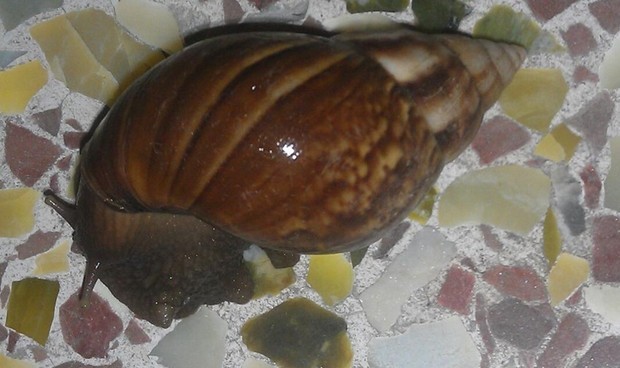 壳子长的像海螺的蜗牛,叫什么名字?