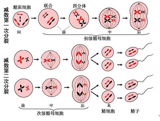分裂期又分为减数第一次分裂期(减一),减数第二次分裂期(减二).