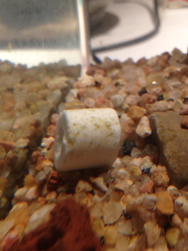 放进鱼缸里的陶瓷环和鹅卵石一段时间就会长出