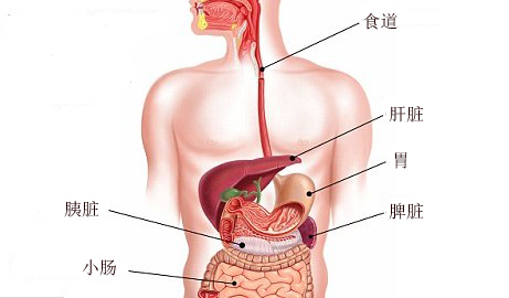 胆与肝的位置图图片