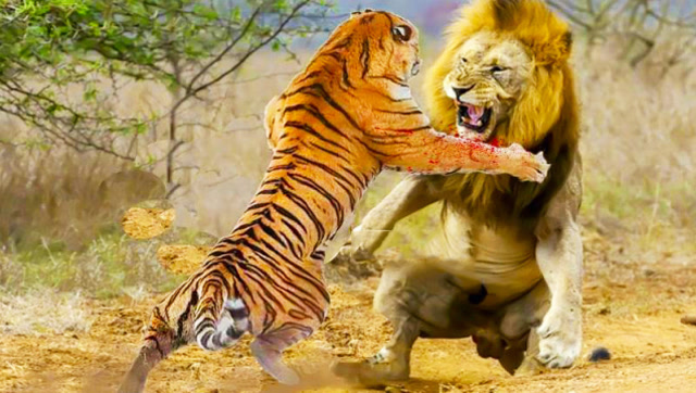  b>老虎 /b>vs b>狮子 /b> 谁才是真正的 b>百兽之王 /b> 之世纪之战