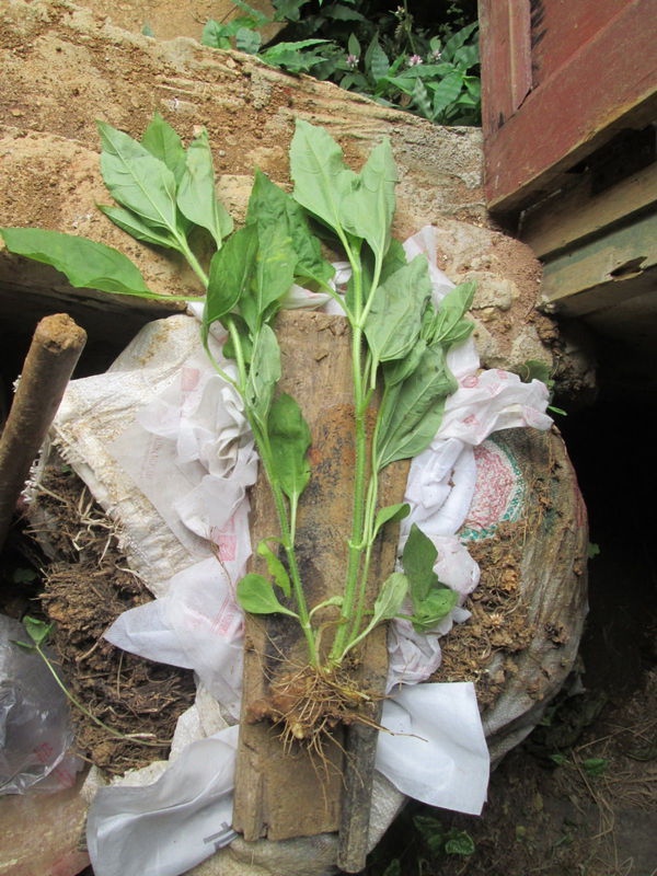 请问这种植物叫什么名字?植株长得像向日葵,地下还有块根.