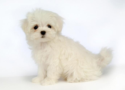 狗能吃鱼吗 狗狗吃鱼好处多