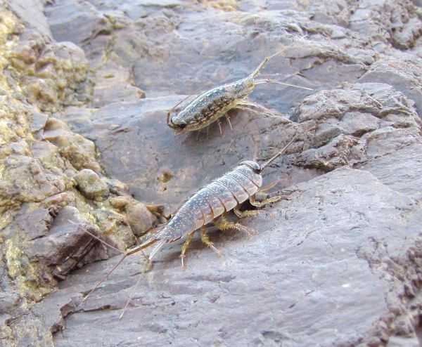 这是什么虫,在海边石头边看到的,路上也有,爬行速度特别快
