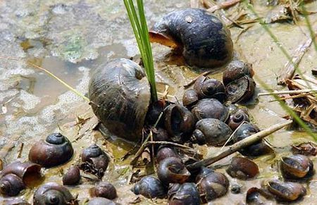 福寿螺原产南美亚马逊河流域,英文名是apple snail,所以又被成为苹果