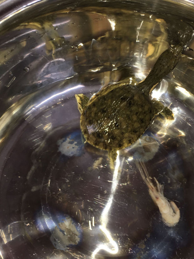 这个是甲鱼还是斑鳖.背上有黑斑