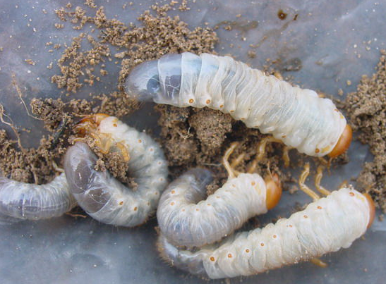 白土蚕的成虫:金龟子