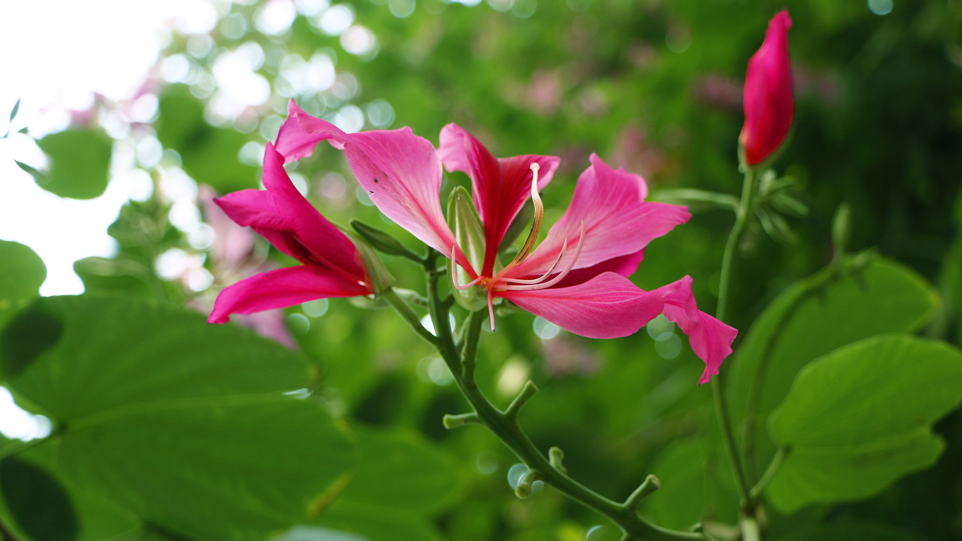 紫荆花花卉桌面壁纸[图11]