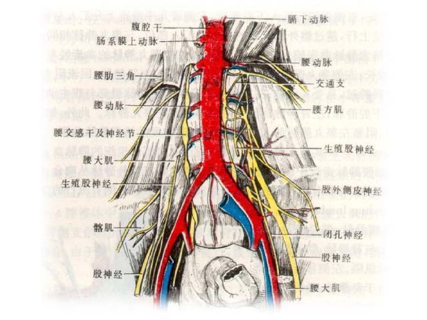 肠系膜上下动脉血管图图片