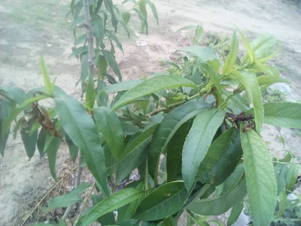 桃树钻心虫太多了,怎么办?(如图)